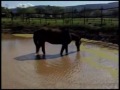 Horses Splashing & Eating in Dam at Desteni Farm