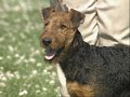 Airedale Terrier