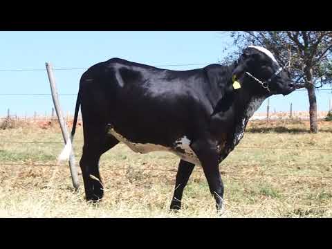 LOTE 53 - 1455 BOA VISTA CACHOEIRA