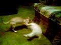 Pelea canina
