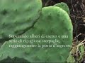 Viaggio a Ginostra (Journey to Ginostra) - Booktrailer