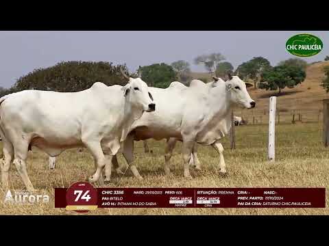 4� De Olho na Fazenda - NELORE AURORA participa��o Chico Paulic�ia