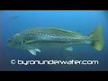 mulloway underwater