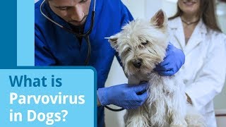 Parvovirus in Dogs: Causes Symptoms and Treatment 