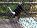 Murai Batu Kepala Putih_West Borneo.flv
