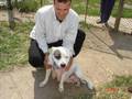 pit bull fights attack pitbull pelea de perros