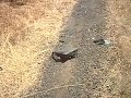 RUN OVER MY PS2 RUN OVER MY PS2