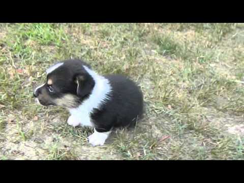 AKC Halles Boy Tri Colored Corgi