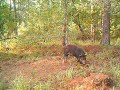 Scoutguard 550 Hog Video #2