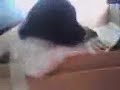 puppy, dog