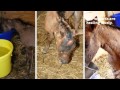 The Story of Frankie the Foal
