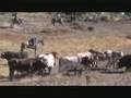 Encerro 2008 - Forcalhos