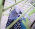 A cute bird(sevimli ku?-f?nd?k f?st?k)