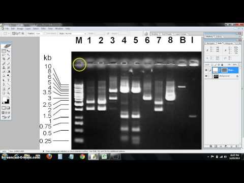 how to measure dna