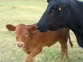 How Now Brown Cow How Now Brown Cow