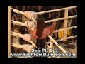 intense muay thai fight   u k  vs  south africa  bangkok
