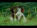 Green Grass - Tom Waits cover - vb & ww