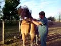 Anestesia epidural en el caballo
