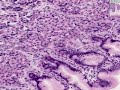 Histología - Estómago Histología - Estómago