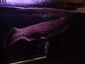 African Lungfish