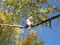 Whooooo Wants a Wildlife Report?