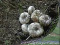 kürtün kurtun torul gumushane kürtün kurtun torul gumushane