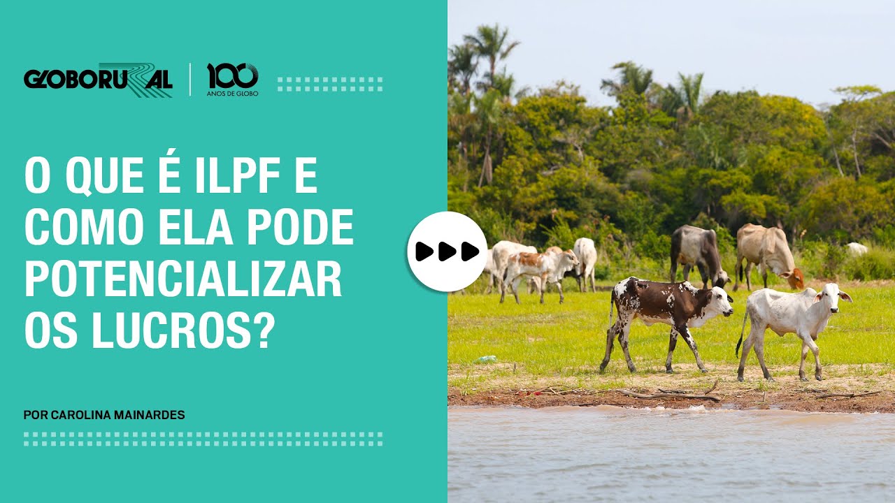 Você sabe o que é ILPF? Sistema eleva ganhos de produtores rurais | Globo Rural