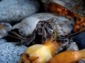Terrestrial Hermit crab that eats Adan\ Terrestrial Hermit crab that eats Adan\