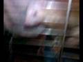 videos de Bandit le fufu et Crystale la fufu