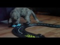 KITTY PLAYING ON RACE TRACK...