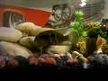 My Fish Tank