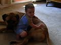 Vicious Bull Mastiff with baby Vicious Bull Mastiff with baby
