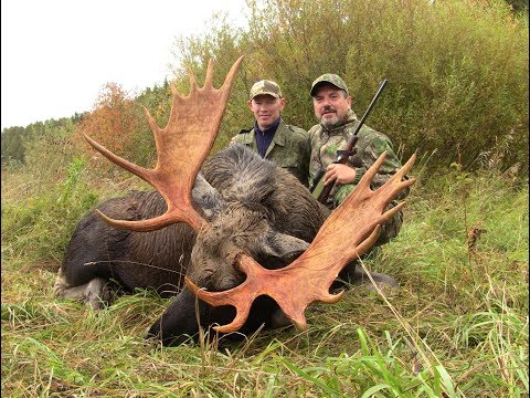 Elk hunting 2015 (Film by Ingo Franke)