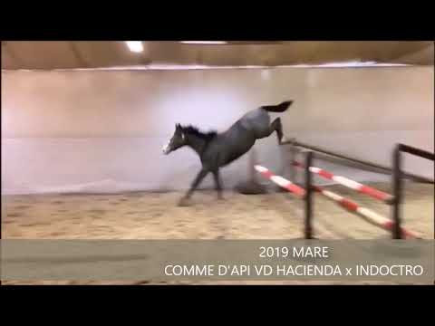 TRICIA FREE JUMPING APRIL 2020
