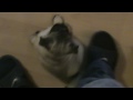 Husi a mopsz TV-zik