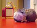 Hamsters Fighting Over Crackers
