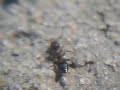 Acrobat Ants with their Heart Shaped abdomen Acrobat Ants with their Heart Shaped abdomen