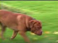 Cato onze Bordeauxdog