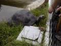 Tortuga Concha