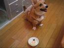 Welsh Corgi Photos Part2??????????? ???