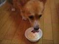 Welsh Corgi Photos Part2　ウェルシュ・コーギー 写真２
