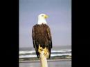 Preserve our World. Respect Nature and Wildlife! Preserve our World. Respect Nature and Wildlife!