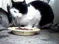 のらねこ!懐くか?8*サービス!