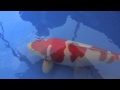 2012 Grand Champion 52th Niigata Nogyosai won by Dainichi Koi Farm