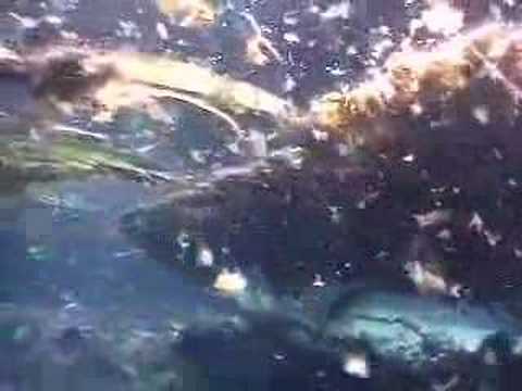 White Amur Carp - Bass Killers