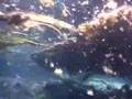 White Amur Carp - Bass Killers