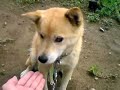 我が家のコロ　お手できるかな？　その2