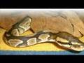 Saliha Hamdi: hari-Ballpythons