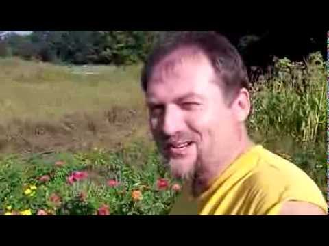 how to grow zinnia