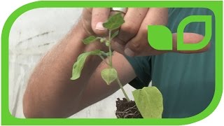 The difference: How we produce Physalis plants